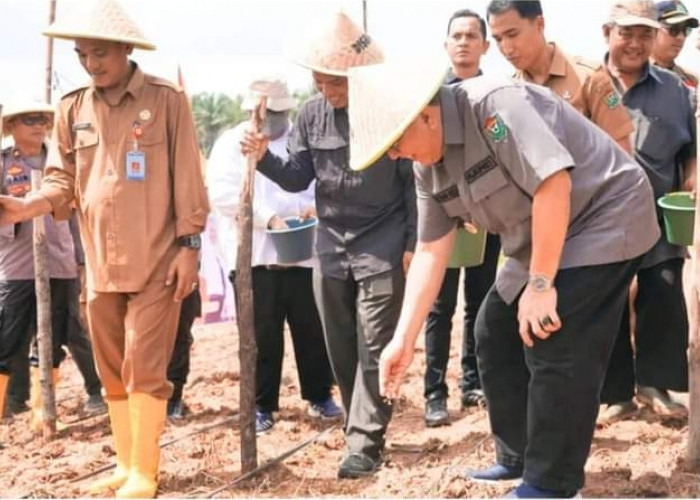Wujudkan Ketahanan Pangan Nasional, Pj Bupati Muara Enim Tanam Padi Gogo di Desa Harapan Jaya