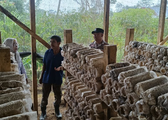 Dorong Ketahanan Pangan Lewat Budidaya Jamur Tiram