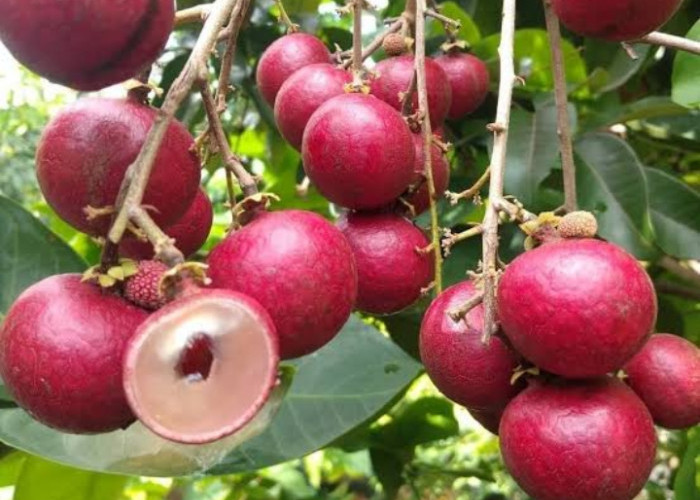 Ini Dia Manfaat Buah Kelengkeng Merah untuk Kecantikan