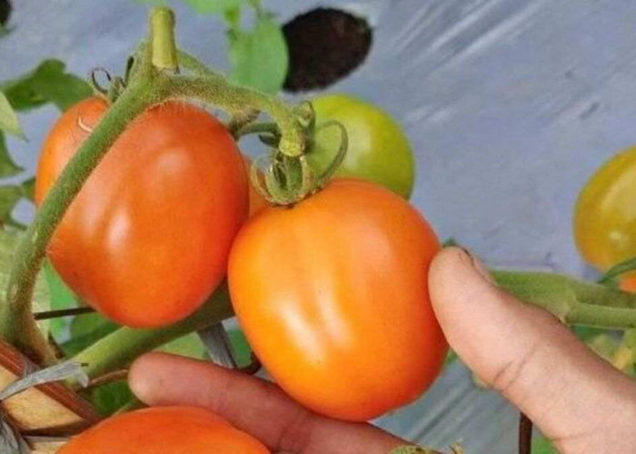 Cuma Pakai Tomat Wajah Bisa Glowing, Kok Bisa? Yuk Simak Caranya !