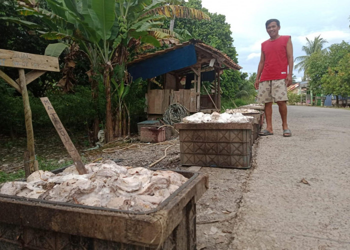 Dampak El Nino, Produksi Sawit dan Karet di Muara Enim Turun 50 Persen