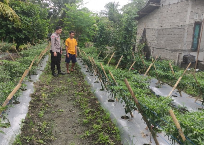 Dukung Ketahanan Pangan, Warga Desa Sukajadi Manfaatkan Lahan untuk Taman Cabai