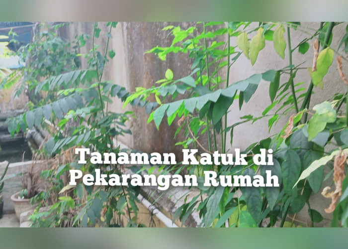 Tanam Katuk di Pekarangan Rumah, Ambil 10 Khasiat Luar Biasa dari Daunnya