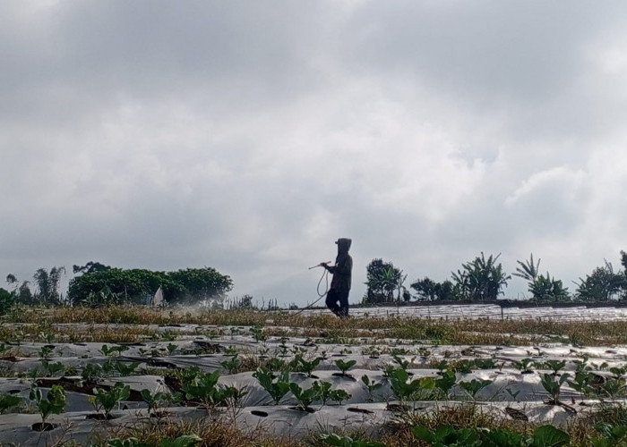 Lonjakan Harga Mulsa Tekan Produktivitas Petani Bawang di Semende Muara Enim