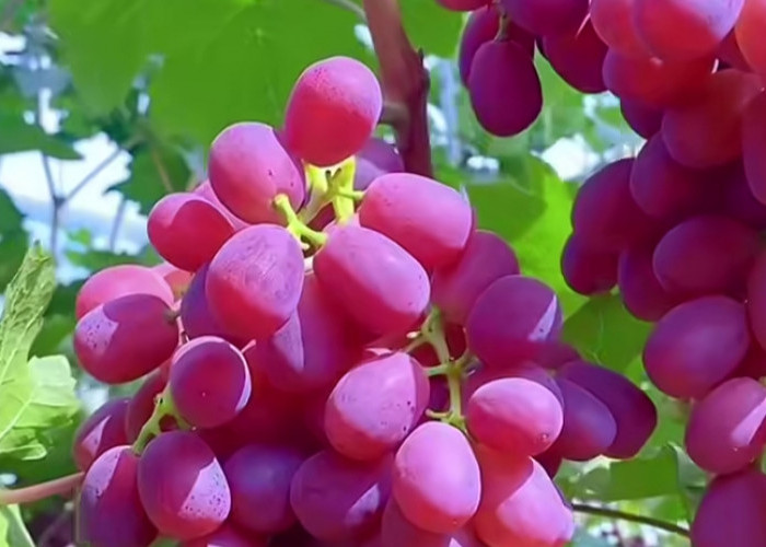 Ini Cara Aman dan Tepat Mengonsumsi Buah Anggur