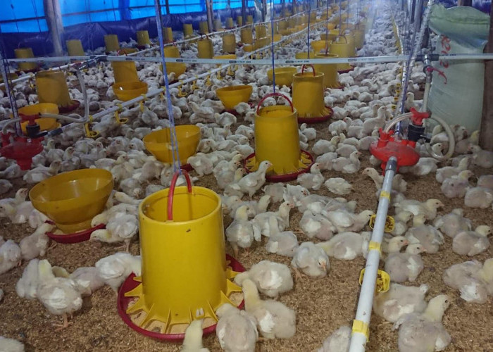 Harga Ayam di Muara Enim Sumsel Mengalami Kenaikan, Ini Penyebabnya