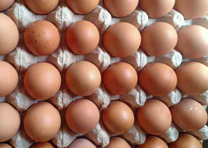 Pecinta Telur Wajib Tau! ini Beragam Manfaat Telur Untuk Kesehatan Tubuh