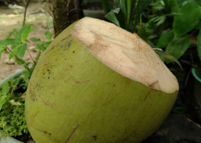 Segar! Ini 5 Rekomendasi Olahan Kelapa Muda untuk Menu Buka Puasa