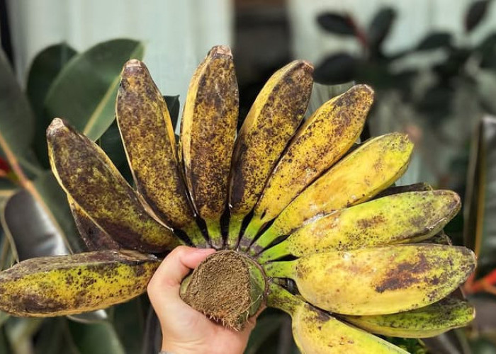 Sakit Kepala? Gampang, Cukup Konsumsi Pisang Saja