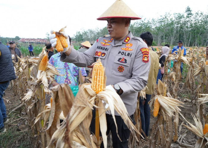 Panen Jagung 8 Ton jadi Bukti Komitmen Ketahanan Pangan