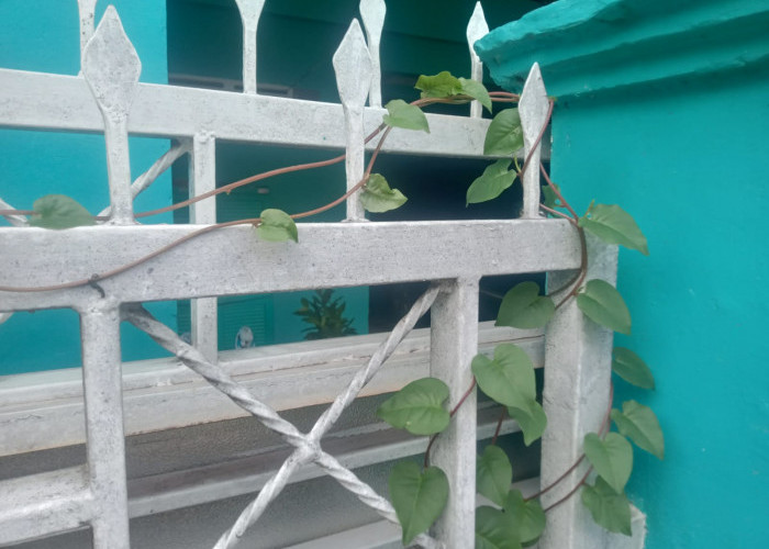 Inilah Ragam Khasiat Daun Binahong bagi Kesehatan