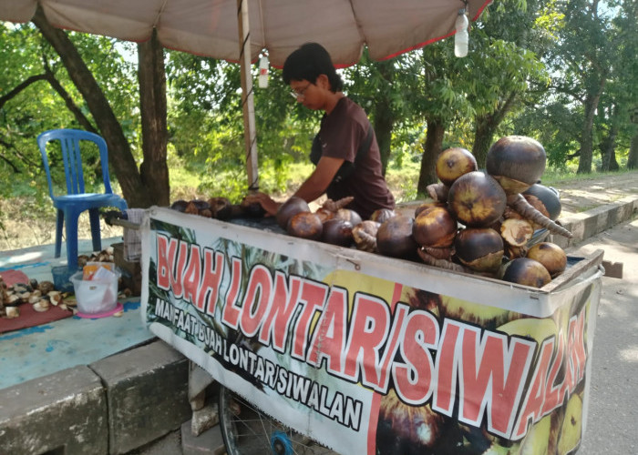 Buah Lontar Menyimpan Segudang Manfaat Luar Biasa untuk Kesehatan Tubuh