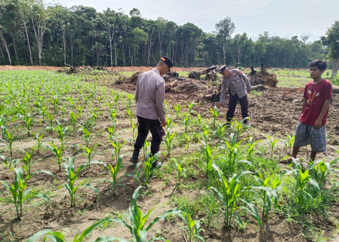 Dukung Ketahanan Pangan, Desa Pagar Gunung Kembali Tanam Jagung