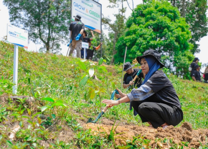 Pulihkan Hutan Bekas Tambang, Aksi Nyata Kelompok Tani Selamatkan Lingkungan Bersama BRI Menanam-Grow & Green