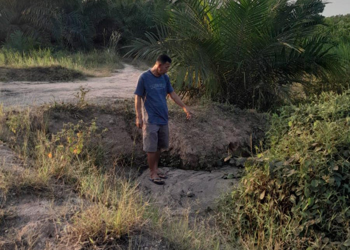 Limbah RMKO Diduga Cemari Kebun Warga, 35 Batang Sawit Mati