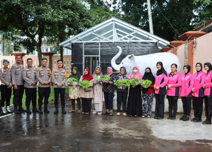 Bhayangkari Polres Muara Enim Panen Perdana Selada dan Pakcoy