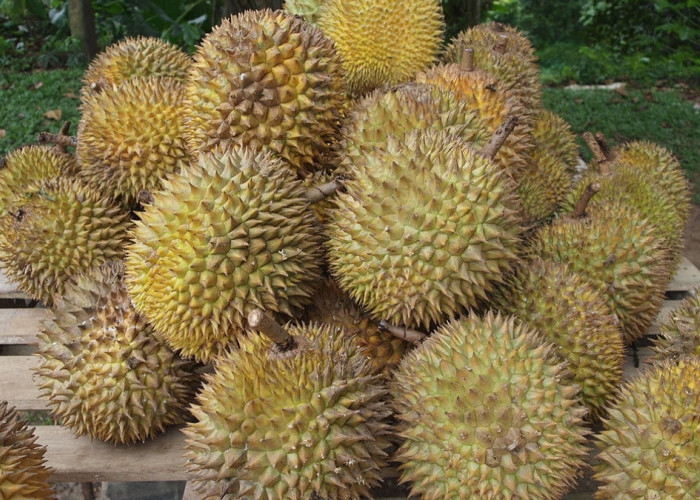 Stop! Makan Durian Secara Berlebihan, Jika Tak Ingin Dampak ini Terjadi Pada Tubuh Kamu 
