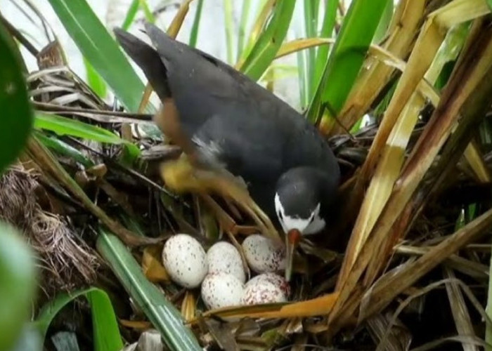 Kamu Wajib Tahu! Ini 7 Manfaat Mengonsumsi Burung Ruak-ruak untuk Kesehatan
