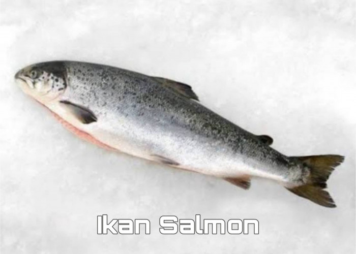 Ikan Salmon Jika Dikonsumsi Oleh Anak Sangat Banyak Manfaat, Salah Satunya untuk Perkembangan Otak