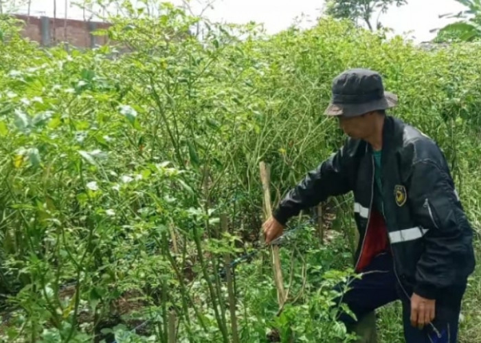 Tanaman Cabai Diserang Penyakit Antraknosa, Petani Harapan Hal Ini