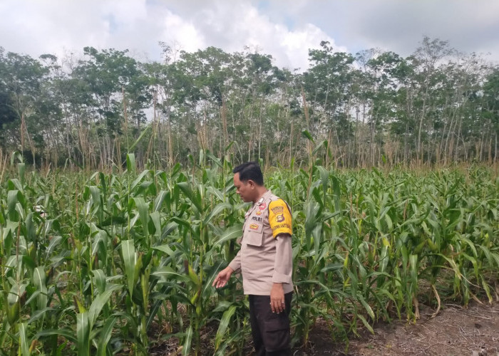 Komoditas Jagung Diminati Petani di Wilayah Muara Enim