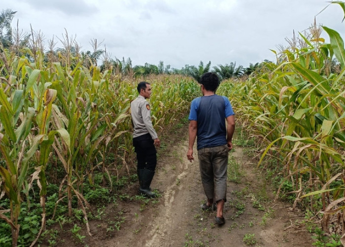 Polsek Sungai Rotan Cek Progres Ketahanan Pangan di Lahan Perusahaan