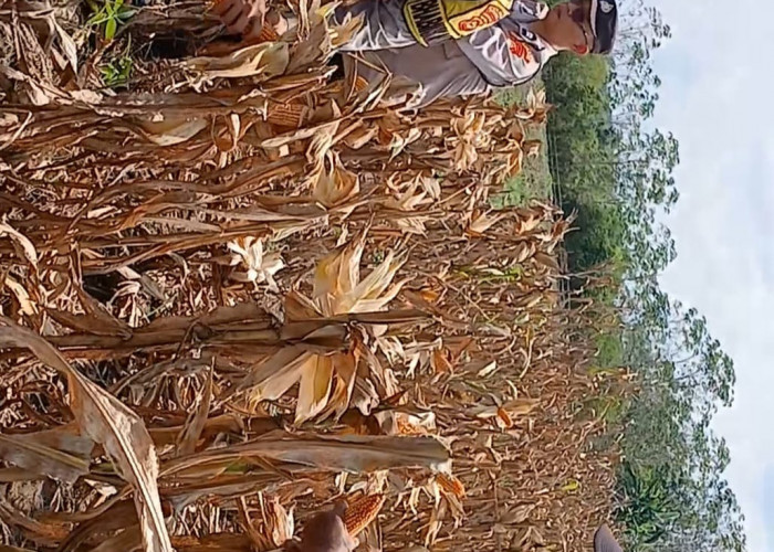 Panen Raya Jagung Serentak Dukung Swasembada Pangan
