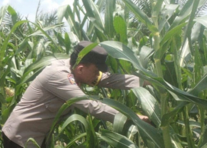 Jagung Tumbuh Subur, Ketahanan Pangan Nasional di Muara Enim Menguat 