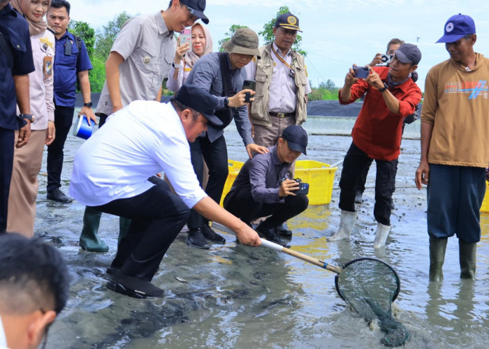 Kunjungi Tambak Udang Sungai Menang, Gubernur Herman Deru Dorong Petambak Tingkatkan Kualitas dan Daya Saing