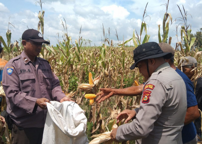 Panen Jagung untuk Perkuat Pangan Nasional