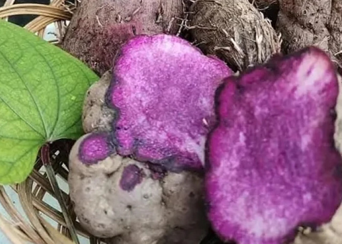 Umbi Uwi Kaya Akan Nutrisi, Kini Keberadaanya Mulai Ditinggalkan
