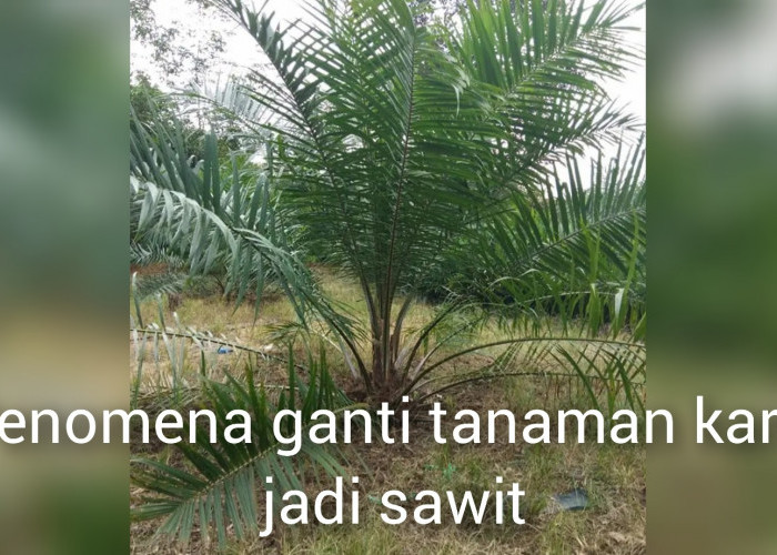 Penomena Petani di Sumsel, Rame-rame Tebang Pohon Karet lalu Ganti dengan Tanaman Sawit