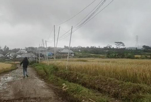 Soal Tiang Listrik Pakai Bambu di Desa Segamit, PLN Minta Warga Ajukan Proposal