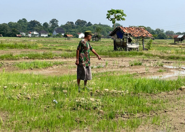 132 Hektare Sawah Kekeringan, Ratusan Petani di Muara Enim Terdampak