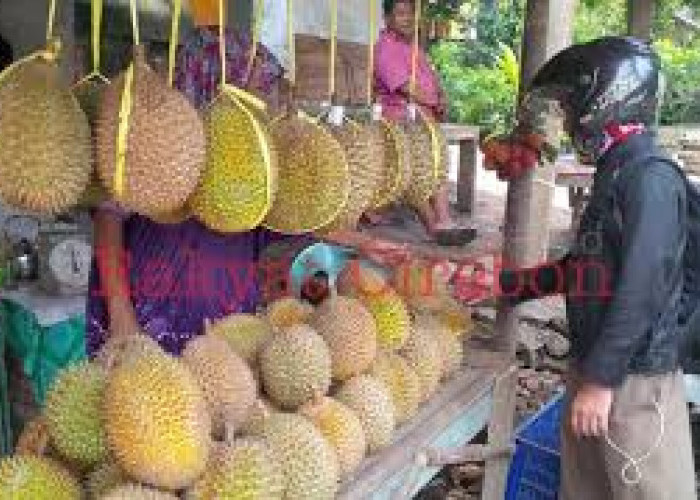Terkenal dengan Durian Tembaga dan Legit, Ini 4 Kecamatan Penghasil Durian di Muara Enim