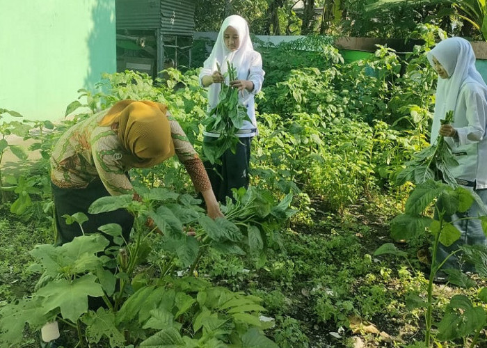 MAN 1 Muara Enim Sulap Lahan Kosong jadi Laboratorium Hidup