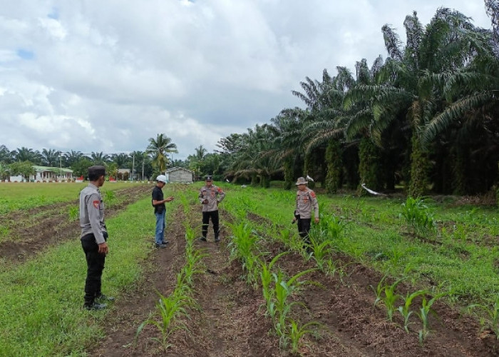 Kapolsek Sungai Rotan Pantau Perkembangan Jagung Hibrida