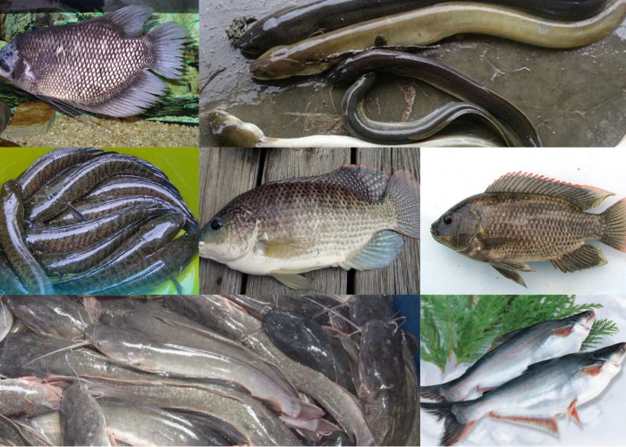 Yuk Dikonsumsi! 7 Jenis Ikan Air Tawar Ini Tinggi Protein dan Sangat Baik untuk Kesehatan Tubuh 