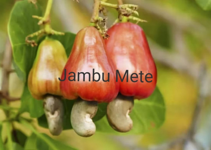 Jambu Mete Sehat Namun Punya Dampak Negatif