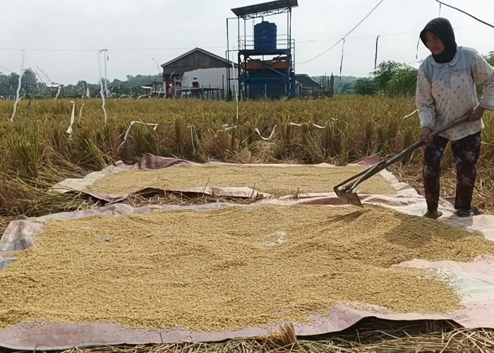 Kemarau Panjang, Petani di Muara Enim Terancam Gagal Panen