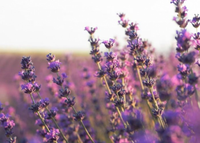 Wow, Gurun Pasir di Arab Saudi Berubah Menjadi Padang Bunga Lavender, Simak Penjelasannya