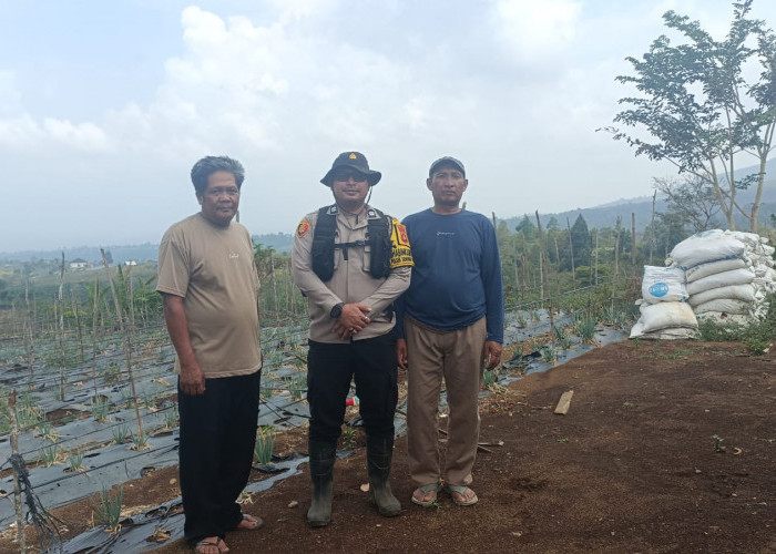 12 Hektare Lahan Disiapkan untuk Budidaya Bawang Putih