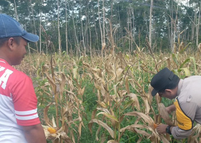 Jagung di Desa Gumai Binaan Polsek Gelumbang Siap Panen dalam Waktu Dekat