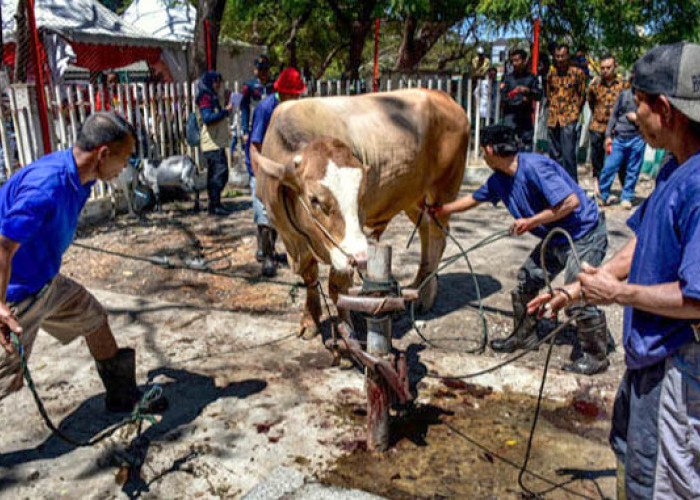 Wajib Tahu! Ini Beberapa Larangan Bagi Panitia Kurban, Nomor 3 Sering Terjadi