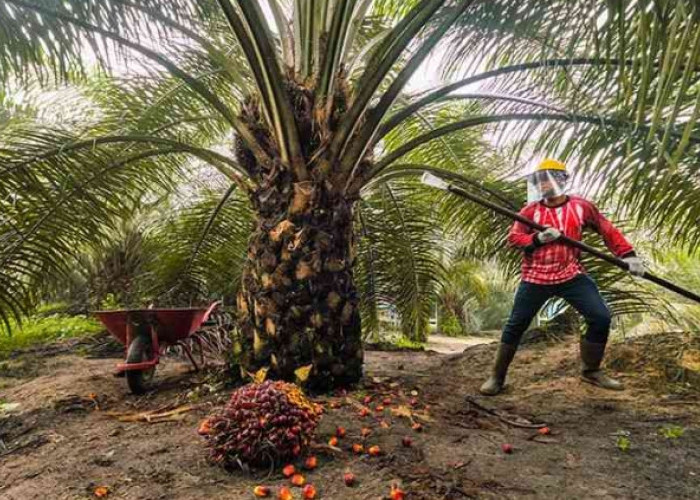 Keterbatasan Kuota, Petani Sawit di Muara Enim Beralih ke Pupuk Non Subsidi
