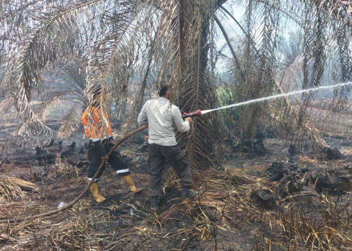 Tim Gabungan Berjibaku Padamkan Kebakaran di Kebun Sawit Seluas 7 Hektare