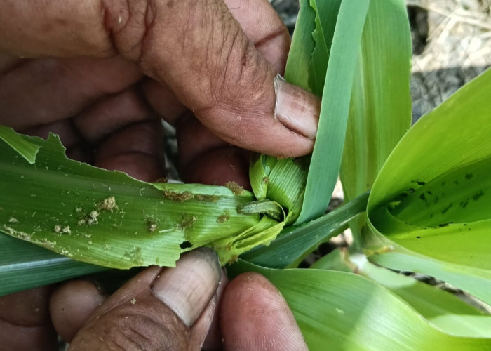 Bhabinkamtibmas Polsek Rambang Niru Bantu Petani Atasi Serangan Hama Ulat