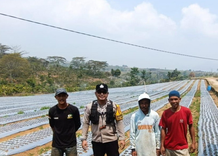 Usia 16 Hari, Bibit Bawang Putih di Desa Gunung Agung Tumbuh 3 hingga 5 Cm