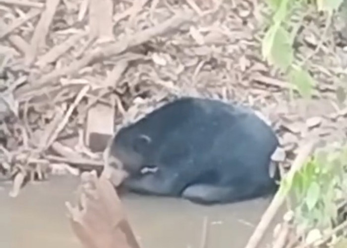 Viral di Media Sosial, Beruang Hitam Muncul 2 Hari di Sungai Rambang Muara Enim