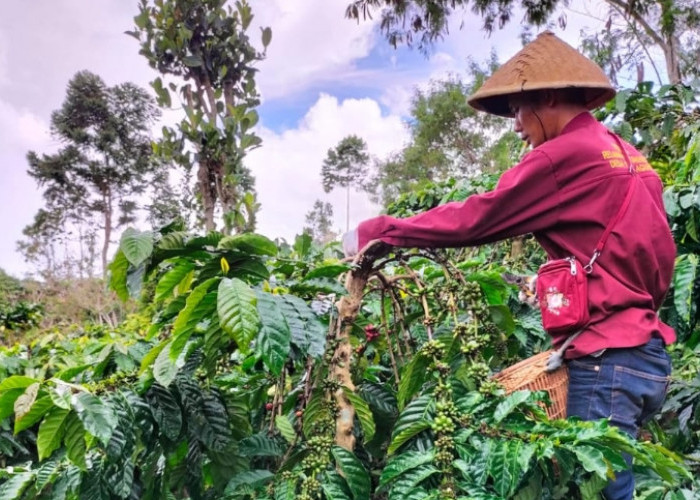 Di Penghujung Tahun 2024, Kopi Semende Turun Harga